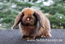 Teddytassens Odd (satin)