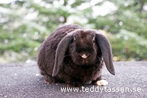 Teddytassens Oddelina (rex)