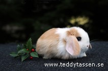 Teddytassens Oddis