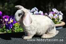 Teddytassens Odessa (satinrex)