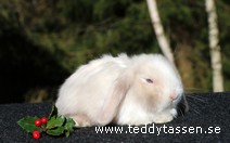 Teddytassens Odysseus