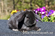 Teddytassens Ofelia (satin)