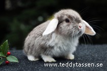 Teddytassens Oizo (satin)