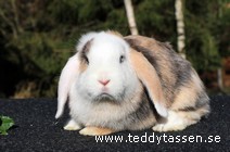 Teddytassens Oj