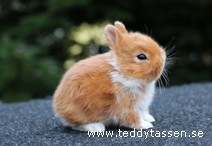 Teddytassens Ojoj (satin)