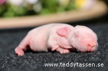 Teddytassens Okej (satinrex)