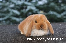 Teddytassens Oki