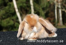 Teddytassens Olala (satin)