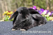 Teddytassens Olena