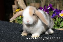 Teddytassens Oliven