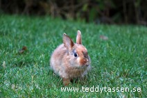 Teddytassens Oliver (satin)