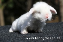 Teddytassens Oliwer Twist (satin)