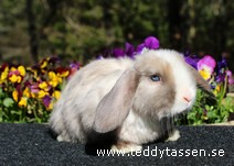 Teddytassens Olivette (satin)