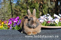 Teddytassens Oliwer