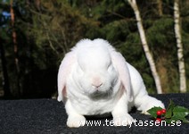 Teddytassens Olle Ved (rexpälsad)