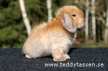 Teddytassens Olof (satin)