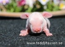 Teddytassens Omaräng (satin)