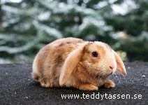 Teddytassens Omega (satinrex)