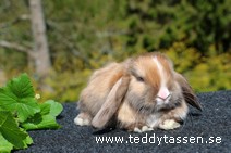 Teddytassens Onix (satin)