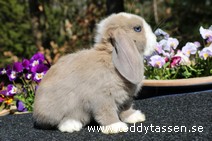 Teddytassens Onja