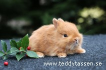 Teddytassens Onyx