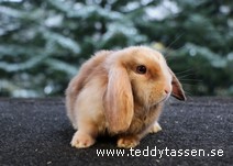 Teddytassens Onyx (satin)