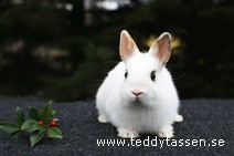 Teddytassens Opal