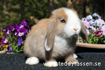 Teddytassens Oppsan