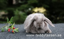 Teddytassens Orax (satin)