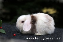 Teddytassens Orchidé (satin)