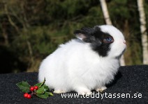 Teddytassens Orion