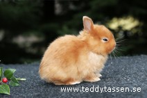 Teddytassens Orpheus (satin)