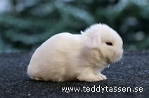 Teddytassens Osbourne