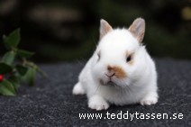 Teddytassens Oscar