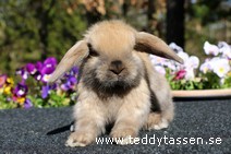 Teddytassens Oscara (satin)