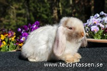 Teddytassens Owen (satin)