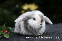 Teddytassens Ox (satin)