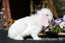 Teddytassens Ozzy (satin)