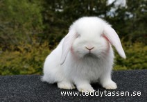 Teddytassens Oxane