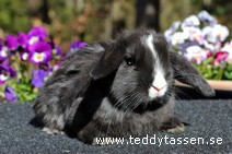 Teddytassens Oxis (satin)