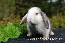 Teddytassens Oza (satin)