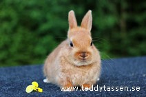 Teddytassens Pamelina (satin)
