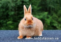 Teddytassens Paradis (satin, Musörad)