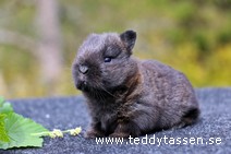Teddytassens Party