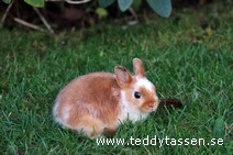 Teddytassens Piggelina (satin, Musörad)