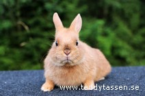 Teddytassens Pharao