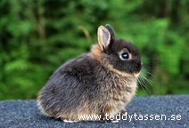 Teddytassens Roxette