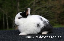 Teddytassens Safari