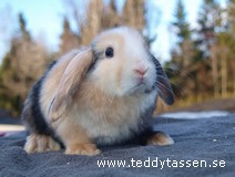 Teddytassens Schackrutan (satin)