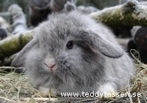 Teddytassens Silver